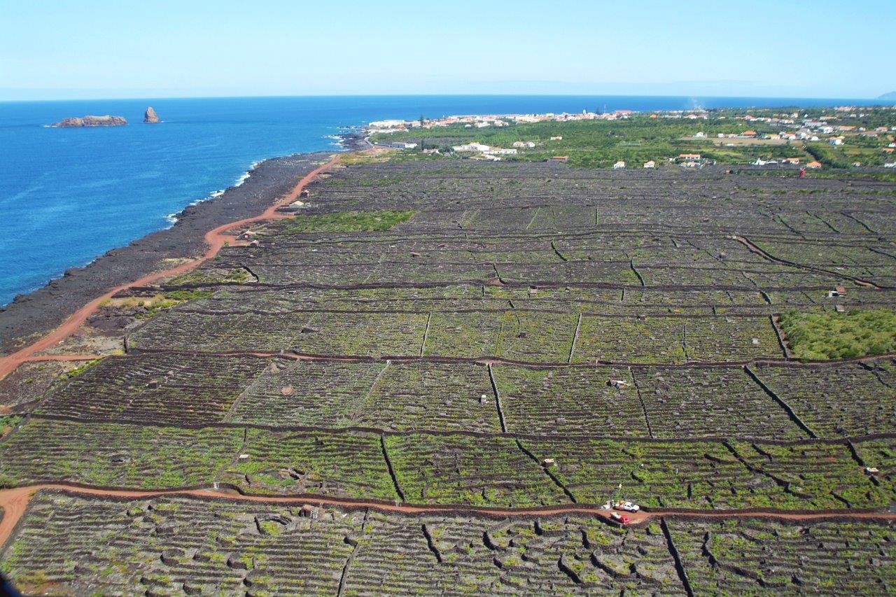 Criação Velha - Ilha do Pico